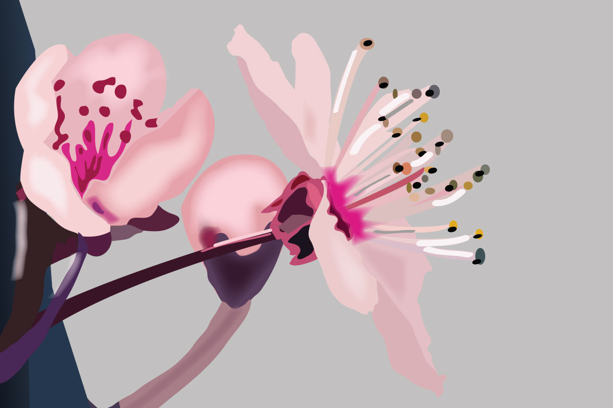 Lily Illustration