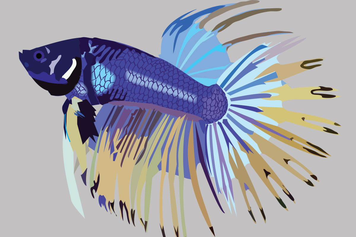 Betta Fish Illustration